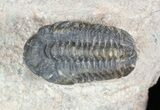 Small Reedops Trilobite - Lhandar Formation, Morocco #45590-1